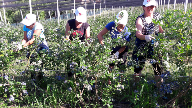 Боровнице из Гроцке на трпези и у Дубаију